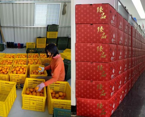 台灣空運喜迎新春兼具員工福利並善盡